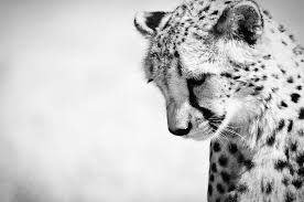 cheetah wildlife decor black and white