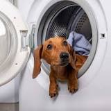 can-you-wash-dog-collars-in-washing-machine