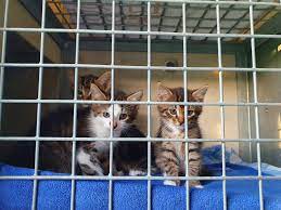 Société Protectrice des Animaux (S.P.A.) de Colmar - RECHERCHE FAMILLES  D'ACCUEIL 🐈🐈‍⬛ Cette année encore, notre association accueille de  nombreux chatons.. déjà près de 250 chatons (et mamans) ont été pris en
