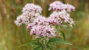 Is valerian root supposed to smell?