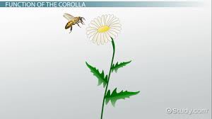 corolla of a flower definition
