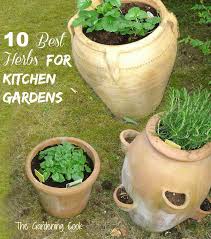 Herbs For Kitchen Gardens My Top 10