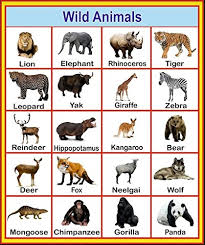 Buy Sds Learning Wild Animals Chart For Kids Reading