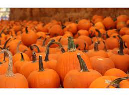 Maybe you would like to learn more about one of these? Pumpkin Patches Throughout San Diego County
