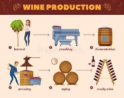 Wine Production Process Cartoon Flowchart Stock Vector