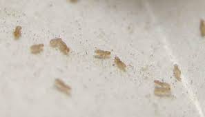 tiny white bugs that look like dust