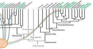 Transferts horizontaux de gènes et arbres phylogénétiques - SVT Lyon