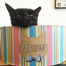 Find out how much cat adoption costs, access a cat adoption checklist and things to keep in mind during your first 30 days with a cat. Meow Parlour On Instagram Happy Sunday Kittykindcats Adoptdontshop Catcafe Nyc Cat Cafe Cat S Happy Sunday