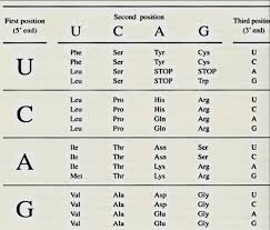 Solved 1 Using The Codon Chart On The Bottom Of The Page