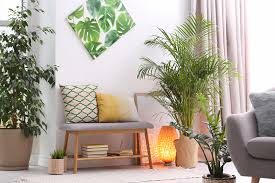 indoor plants 15 ideas to decorate
