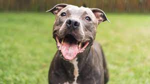 american pit bull terrier health and
