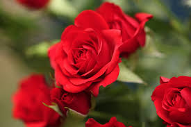 red roses are ociated with romance