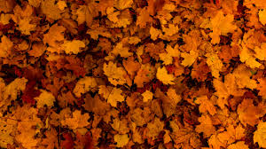 fallen leaves wallpaper 4k autumn