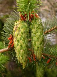 Douglas-fir