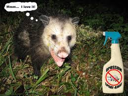 Possum Repellent Keep Away Opossums