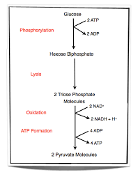 Ib Biology Notes 8 1 Cell Respiration