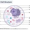 Some of these include a cell wall, a large vacuole, and plastids. 3