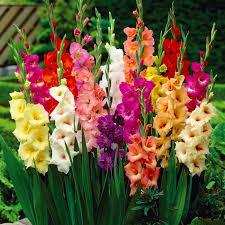 van zyverden gladiolus mix dormant