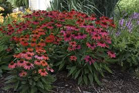 Growing Echinacea Plants