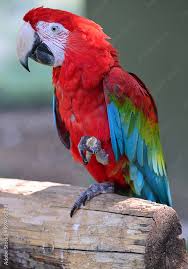 parrot birds red s cute