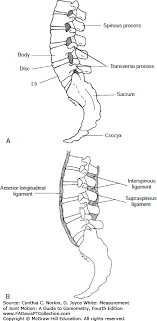 The Thoracic And Lumbar Spine Measurement Of Joint Motion
