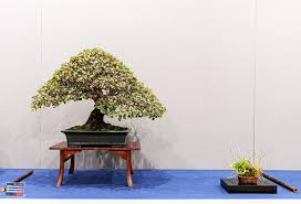 little kokufu bonsai today