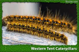 A Visual Guide To Caterpillar Identification