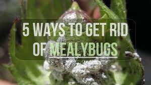 5 ways to get rid of mealybugs you