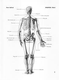 You can search any anatomy mnemonic. Atlas Of Human Anatomy For The Artist Pdf Txt