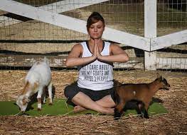 yoga with goats craze takes off in us