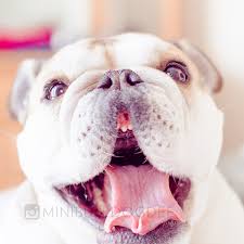 english bulldog need