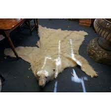 taxidermy a polar bear skin rug with