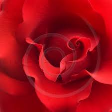 Red Rose Flower Instant