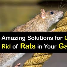 garage rat control guide for getting