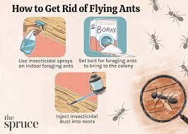 what to do about flying ants in your home
