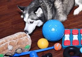 14 best husky toys tested reviewed