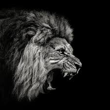 roaring lion 2 christian meermann by
