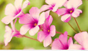 free small pink spring flowers