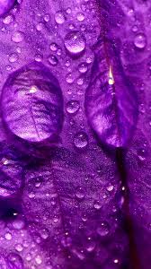 purple rain hd wallpaper for android