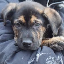 You will find german shepherd dog dogs for adoption and puppies for sale under the listings here. View Ad American Staffordshire Terrier German Shepherd Dog Mix Dog For Adoption Near Illinois Huntley Usa Adn 791024
