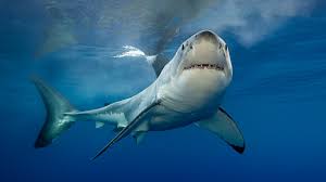 sharks facts about the ocean s apex