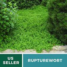 rupturewort green carpet 100 seeds