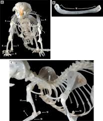 The small skull of the cat is attached to the vertebral column as is the case with other mammals, and it contains air filled sockets also known as sinuses. Clavicle An Overview Sciencedirect Topics