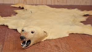 taxidermied polar bear skin rug with