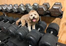5 pet friendly exercise facilities in