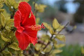 Bunga asoka merupakan salah satu jenis tanaman hias. 10 Nama Bunga Yang Paling Mudah Untuk Dirawat Muffingraphics Com