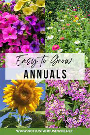 15 Annual Flowers That Are Easy To Grow