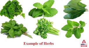 Herbs Plant Examples Definition With