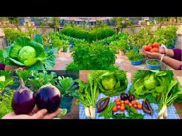 Fresh Organic Vegetables Harvesting