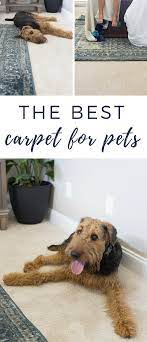 the carpet with petproof